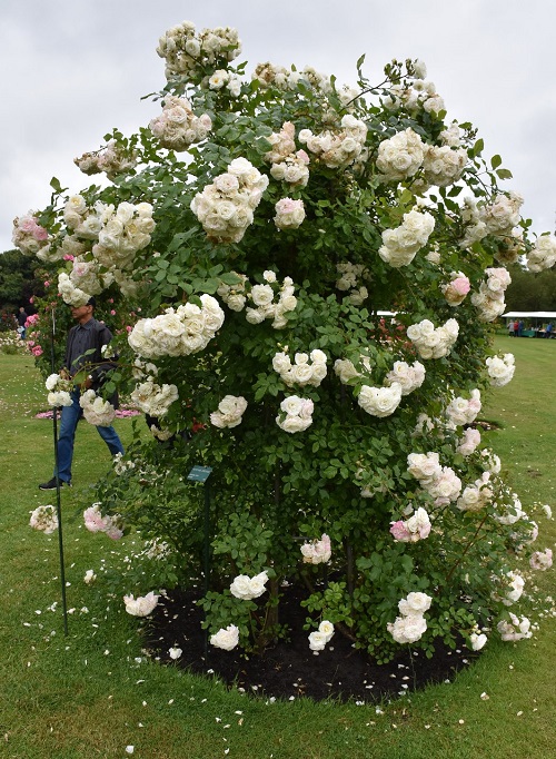 Beautiful Ivory Flowers in garden