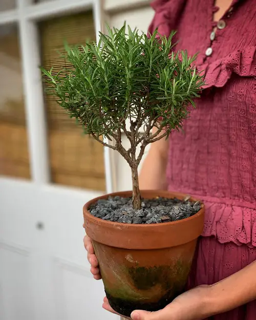 Quick Maintenance Tips for Rosemary as a Miniature Tree