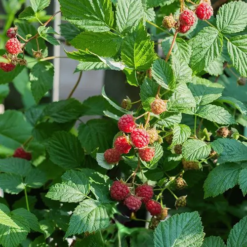 Raspberry Poison Ivy Look Alike Plants with Three Leaves 2