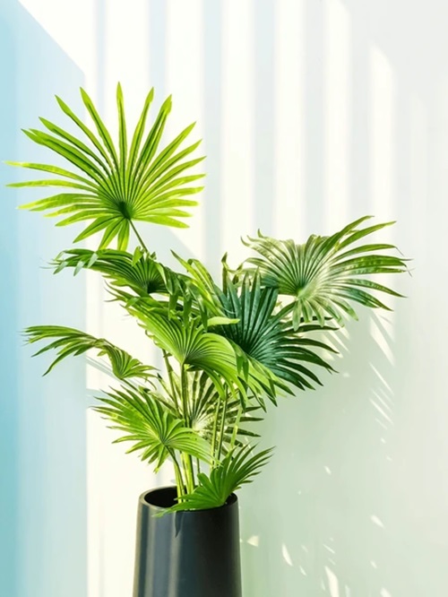 Small Palm Tree in black pot