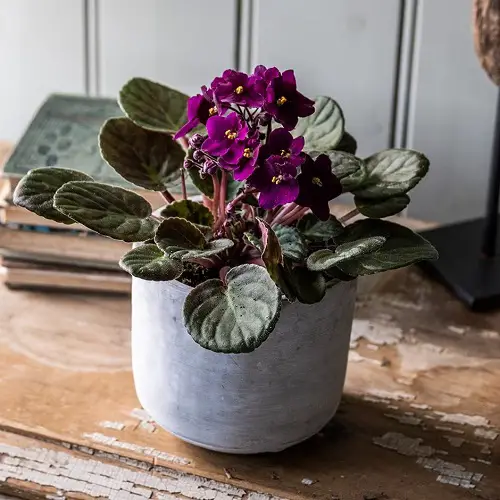 Best Mullein Look Alikes