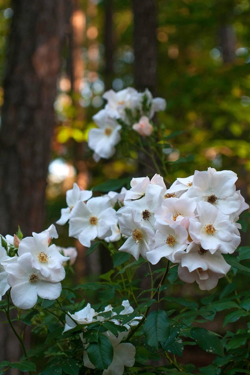 Sally Holmes Rose