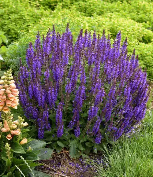 Amazing Anti Ant Plants to Grow in Garden 