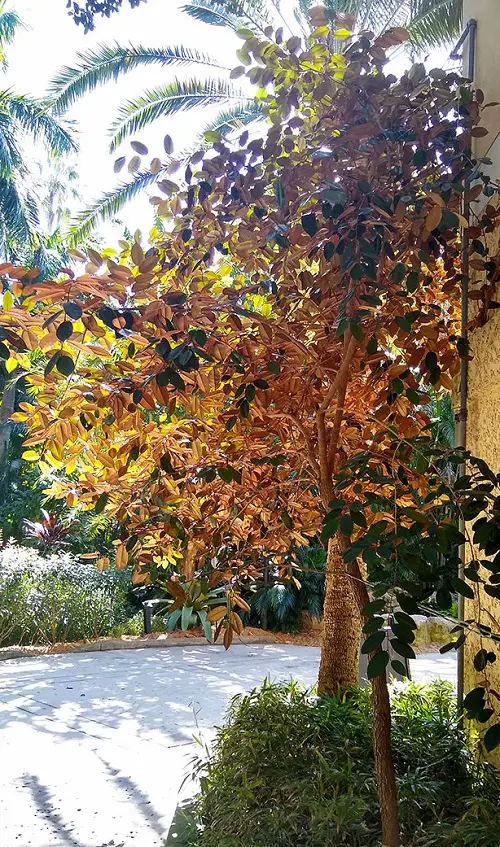 Trees With A S at the Beginning