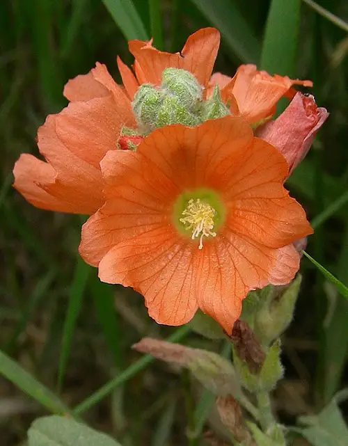 The Best Orange Wildflowers for Your Yard to Grow