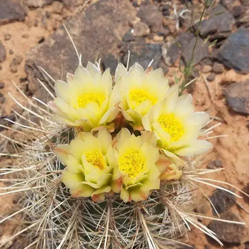 Yellow Wildflower Types