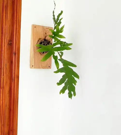 beautiful Top Ferns to Install on a Wall