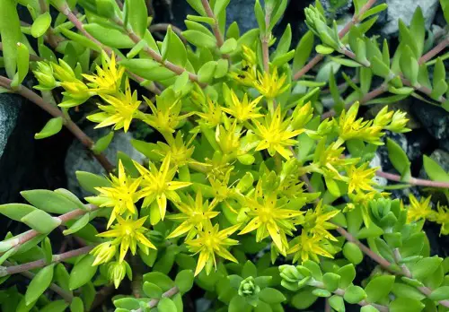 Sedum