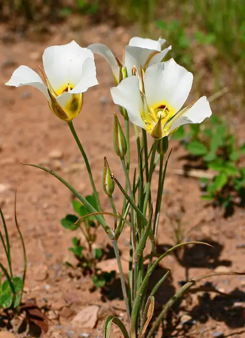 Tulip like flowers 78