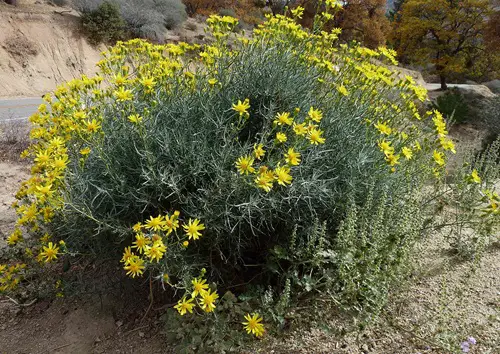Yellow Wildflowers 