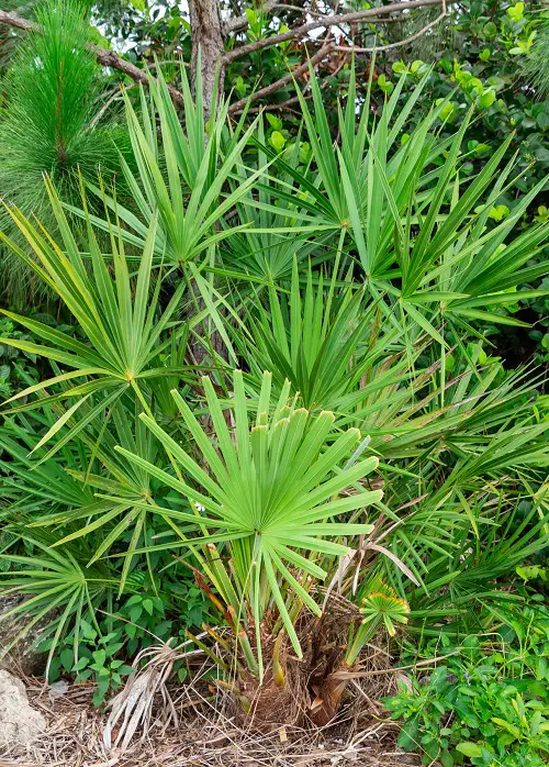 beautiful Trees That Start With S 37