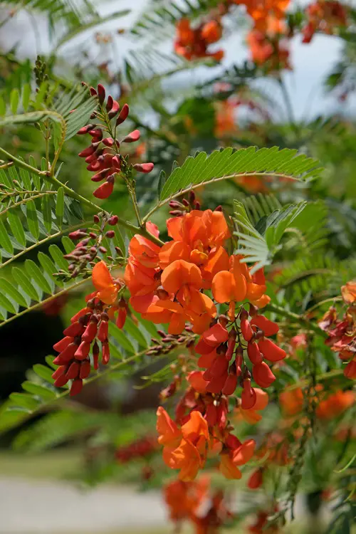 Best Orange Wildflowers 