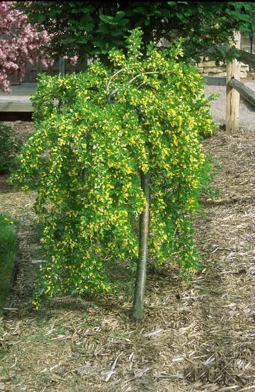 Trees That Start With S 1