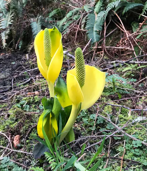 Different Yellow Wildflower Types