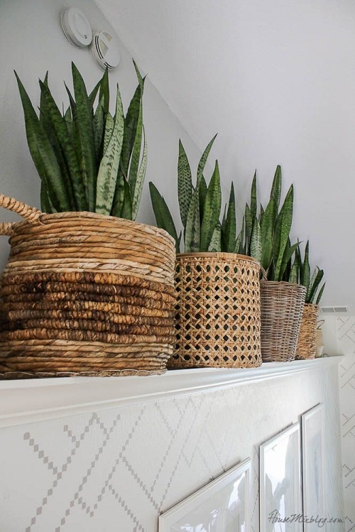Snake Plant Wall Decor Ideas 2
