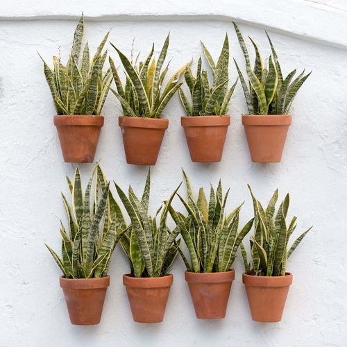 Potted Snake Plants Wall Display