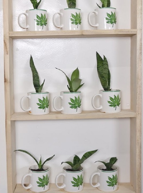 Snake Plants Mugs Decor