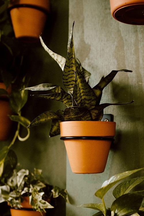 Snake Plant Wall Decor Ideas 3