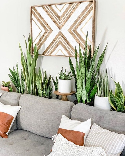 Snake Plant Wall Decor Ideas 5