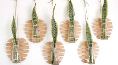 Snake Plant Wall Decor Ideas 6