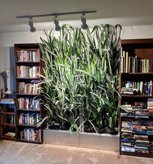 Vertical Sansevieria Garden