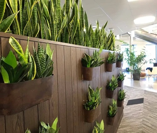 Snake Plant Wall Decor Ideas 1