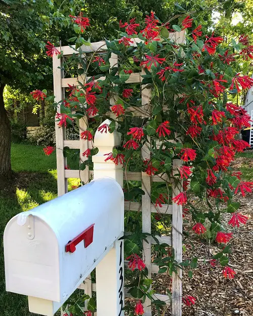 Fast Growing Flowering Vines 8