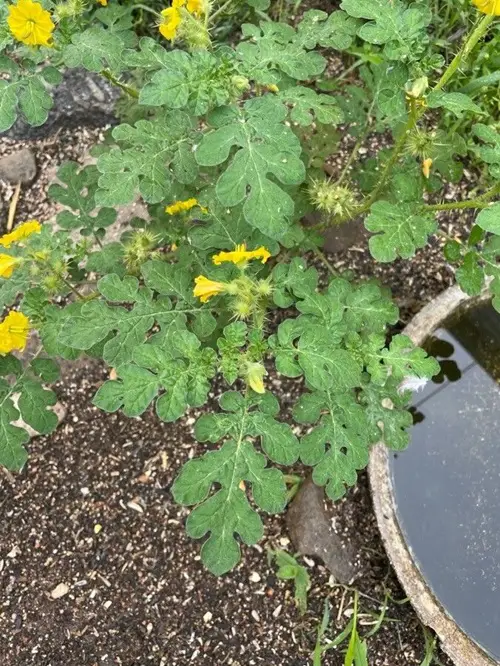 Weeds That Look Like Squash Plant