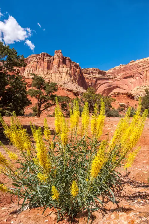 Yellow Wildflowers near mountain