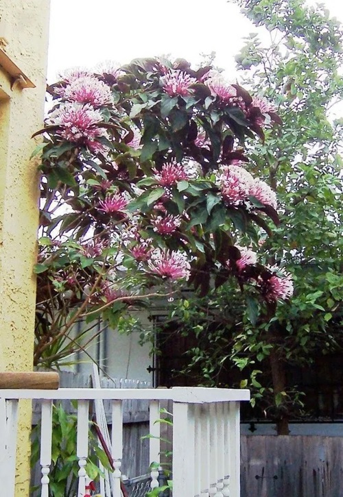 amazing Verbena family tropical evergreen shrubs