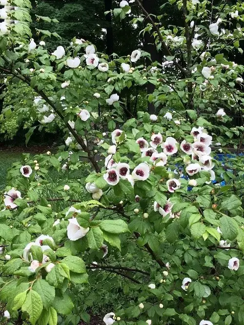 best Trees That Start With S