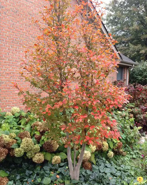 colourful Trees That Start With S 31