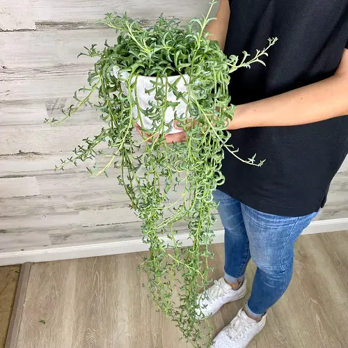 Plants Similar to String of Pearls 2