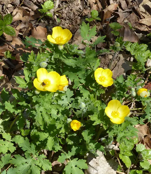 beautiful Yellow Flowers With Four Petals 7