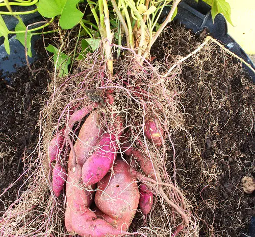 Vegetables that Produce Many 9
