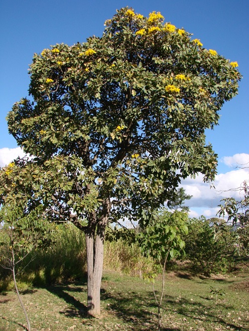 Trees with the Letter T