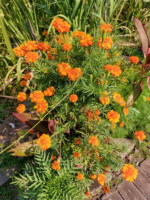The Best Orange Wildflowers for Your backYard to Grow