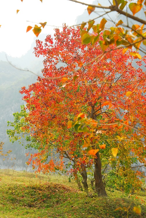 best Trees that Start With T 23