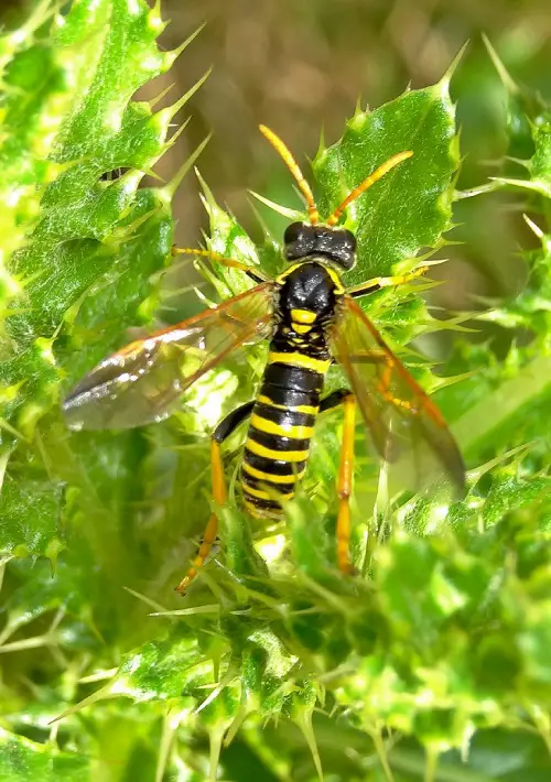 Figwort Sawfly eating leaf