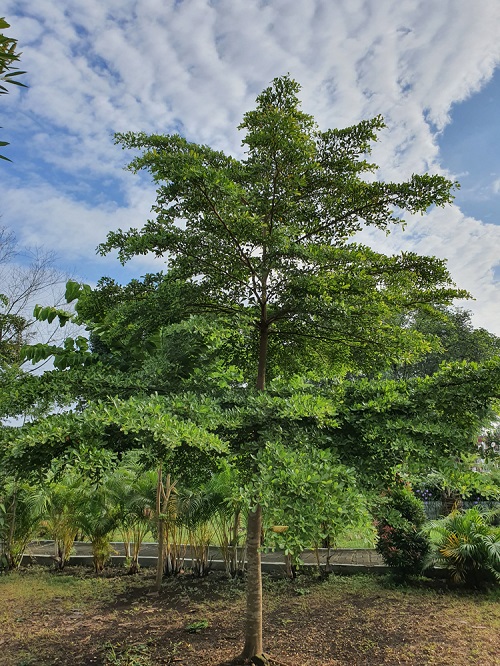 top Lovely Trees with First Letters T