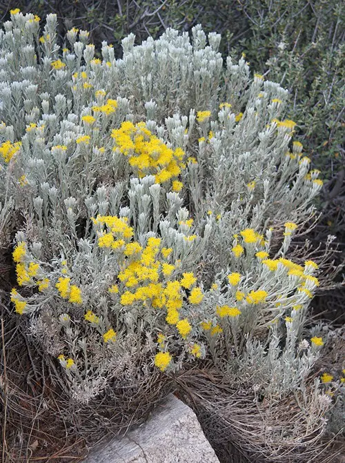 Yellow Wildflower Types