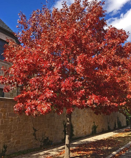 best Trees that Start With T