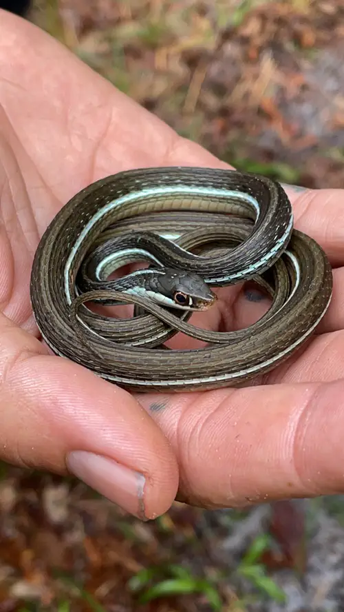 beautiful Common Water Snakes in Ohio