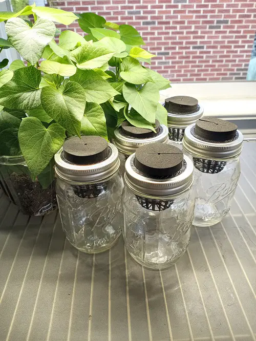 Advantages of Kratky Hydroponics