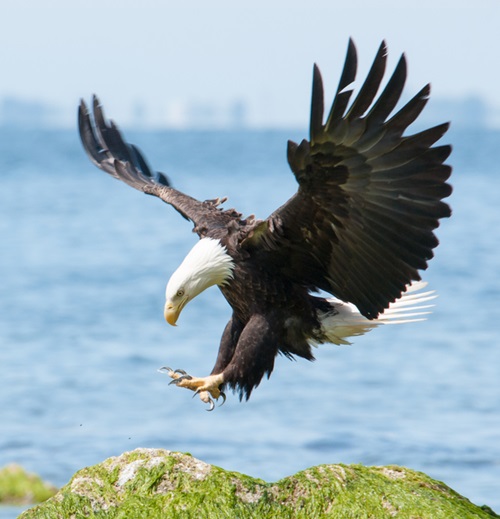 Bald Eagle Symbolism Across Cultures