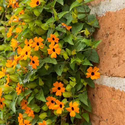 The Greatest Orange Wildflowers