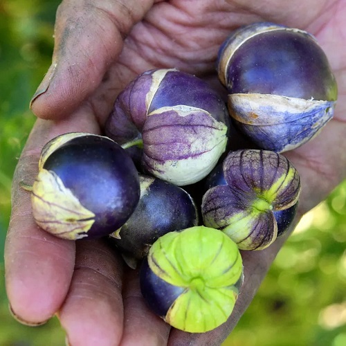 Black Vegetables You Can Grow for Taste and Color
