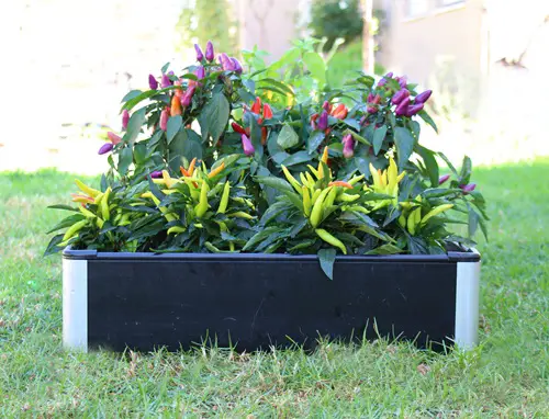 Gardening Tools for Seniors 11