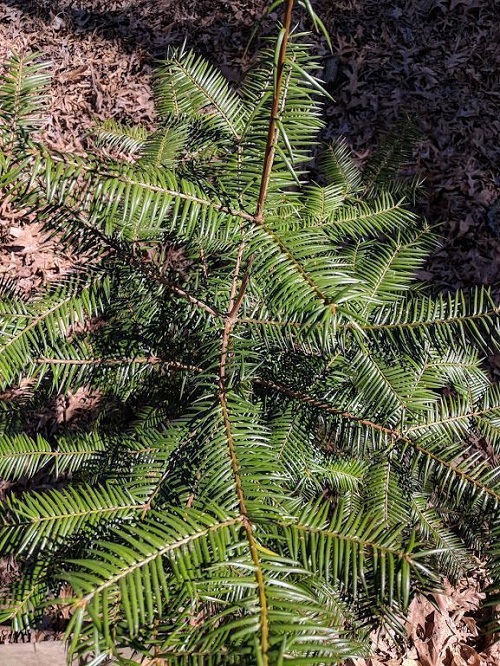 beautiFul Trees with the Name T