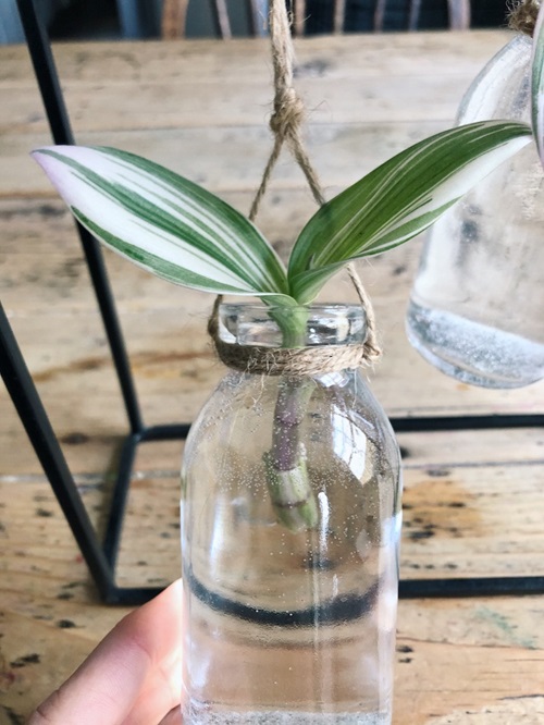 Most Beautiful Tradescantias in water